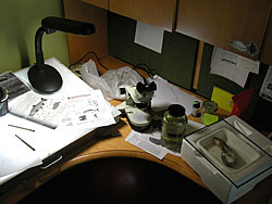 A dissecting microscope and preserved specimens are part of Catie Burschs workspace