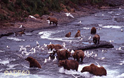 A real bear feeding frenzy at McNeil River ADFampG photo