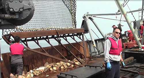 The dredge hanging vertically the ring bag is above the long narrow rigid metal opening facing the deck The catch is on deck