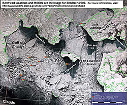 A satellite image of the Bering Sea shows the whale locations The website also offers a link to maps summarizing the fall movements of bowheads in the Chukchi Sea showing the routes of the whales and whale hotspots