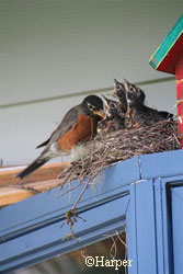 This robin raised a clutch of eggs in a nest on a front porch Photo by Patti Harper