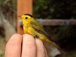 Songbirds like this warbler have no sense of smell and will not abandon a nest because of the smell of humans