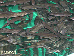 Rainbow trout at the experimental hatchery in Fairbanks