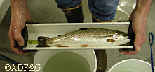 Rainbow trout raised at the experimental hatchery in Fairbanks are stocked into local lakes