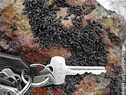 New Zealand mud snails are tiny but congregate in very dense colonies Photo DL Gustafson