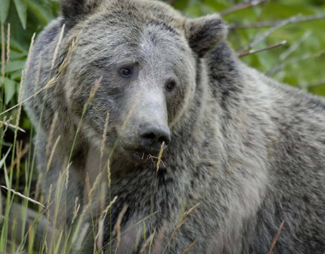 A grizzly bear in Yellowstone National Park Photo by Terry TollefsbolNPS