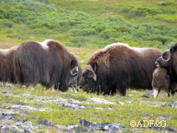 Management of muskox on the Seward Peninsula is a cooperative effort Photo by Sue Steinacher