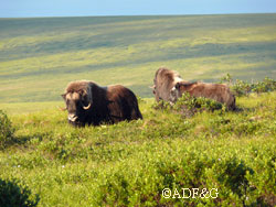 Muskox died out in Alaska in the 1800 and reintroduction efforts in the 1930s reestablished the animals in Alaska Photo by Sue Steinacher