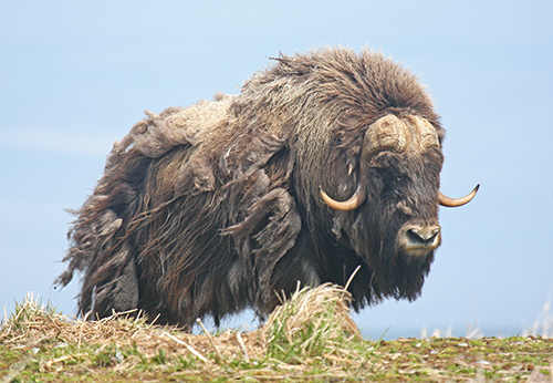 A Nunivak Island musk ox bull Photo by Tim Bowman