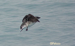 A Kittlitzs murrelet on the wing Photo by Beth Peluso