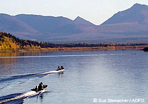 Heading out to collar caribou on the Kobuk