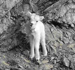 A newly born lamb with a VHF a radio collar As of October 2009 49 lambs and ewes in the Chugach Mountains have been equipped with collars