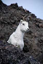 A Dall sheep ewe watches as biologists put a collar on her lamb Capture process and collaring took from two to four minutes and then lambs reunited with their mothers
