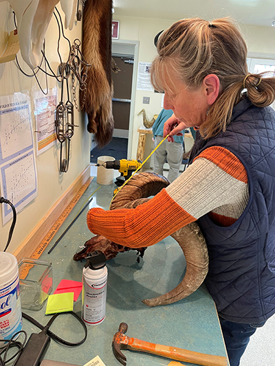 The author Kari Rogers measures horn length as part of the ram sealing process in the Glennallen ADFampG office