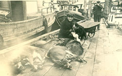 Ike Hanlon and Tuffy around 1923 with deer from Baranof Island ready to ship north