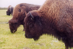 Plains bison such as these at the Alaska Wildlife Conservation Center were first introduced to Alaska in 1928