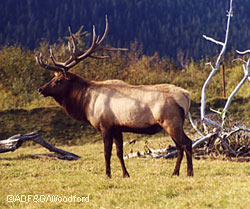 Elk are not native to Alaska but have been introduced to several areas
