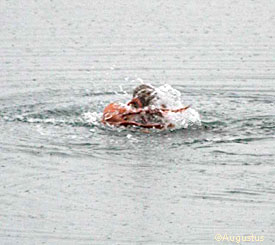 The giant North Pacific octopus is both a predator and a prey item Staci Augustus photo