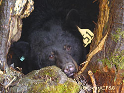 A bear dozes in the fall in a standing hollow tree den just outside downtown Juneau Ryan Scott photo