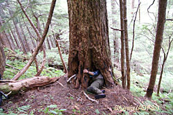 Researcher LaVern Beier examines a bear den in the Berners Bay area north of Juneau A radioGPS collar sits to his left These collars allow researchers to locate dens in the winter and return in the spring Steve Lewis photo