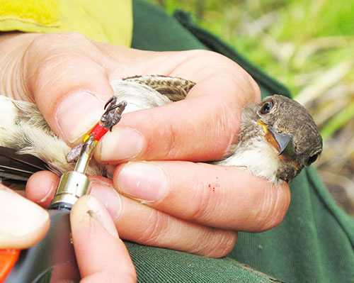 A biologist seals the ends of plastic leg bands that are uniquely color coded to the individual This enables biologists to identify individuals when they return and continue to resight them over the years Resight data helps us estimate rates of adult mortality ADFampG photo