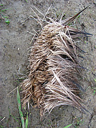 Moose hair cut by wolf carnasials a kill is nearby Hair is another type of animal sign like tracks