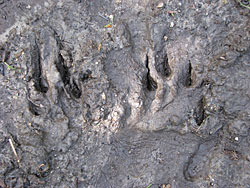 Hare tracks in mud Notice the Jshape Photo by Mike Taras ADFampG