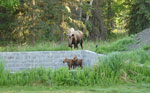 A protective mother moose guards her calves The calves were trapped in the basement of this unfinished house and events unfolded that inspired the use of the Taser as a potential tool to manage wildlife in some situations