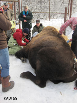 Veterinarians work on a tranquilized bull