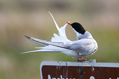Arctic Tern Photo by Marian Snively