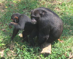 Chimpanzees in a zoo in Africa Photo by Nancy Long