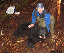 The author biologist Steve Bethune with an immobilized and collared black bear on Prince of Wales Island in southern Southeast Alaska