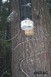 A hair snare with an attractant A bear drawn to the scent lure will leave hair on the barbed wire undisturbed and unaware it has just been sampled The hair specifically the hair follicle provides a wealth of information for biologists