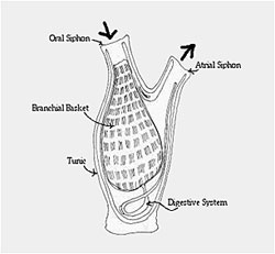 An adult tunicate or sea squirt Drawing by Anna Epelbaum