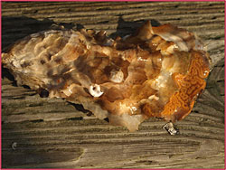 The orange organisms on the left are a colony of Botrylloides tunicates