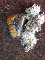 A Botrylloides tunicate colony on a shell