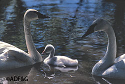 Trumpeter swans with a cygnet