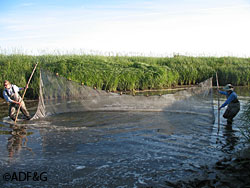 Researchers use a net to capture smolt and other organisms on the Anchor River