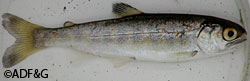 A young coho salmon or presmolt from the Anchor River