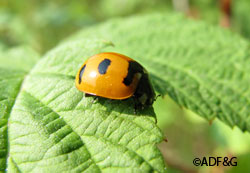 During a Bioblitz naturalists biologists and citizen scientists attempt to catalogue all the insects invertebrates mammals birds plants fungi and lichens in a defined area