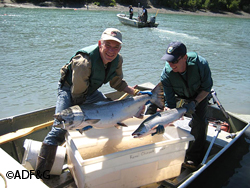 Example of the size difference between Chinook and sockeye salmon Photographer Debby Burwen
