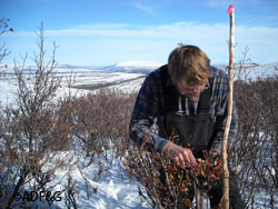 Biologist Tom Paragi in late March 2009 using dial calipers to measure the previous years growth and browsing removal by moose on willow stems subalpine tundra surrounds the brushy draws for preburn data on shrub sites