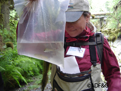 Megan McPhee a professor at UAS identifies salmonids caught in minnow traps in Fish Creek right above the North Douglas Highway Bridge Six different fish species were captured identified and released Riley WoodfordADFampG