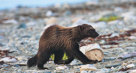 A wolverine at McNeil River Photo by Drew Hamilton