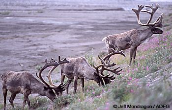 When wild caribou such as these encounter domesticated caribou reindeer sometimes the domestic animals join the wild herd
