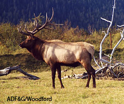 A captive elk at the Alaska Wildlife Conservation Center CWD has not been found in Alaska but has been found in captive and farmed elk in other states Alaska has a number of elk farms Riley Woodford photo