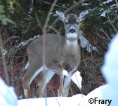 A Sitka blacktailed deer in Southeast Alaska  Almost 2000 Alaska deer have been tested for CWD all negative CWD has not been found in deer in Alaska