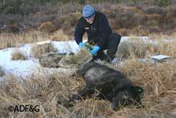 Wildlife biologist Howard Golden processes and collars a sedated wolf ADFampG