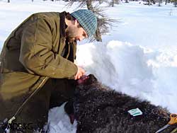 Wildlife biologist Todd Rinaldi works on a sedated wolf Howard GoldenADFampG