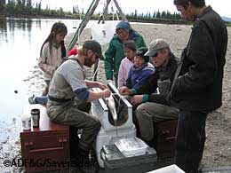 Loren St Amand ADFampG and Bill Carter USFWS surgically implanting a radio tag into a large female sheefish  Local kids and elders from a learning camp located just upriver from the tagging site were participating in the capture of sheefish